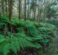 Dalrymple-Hay Nature Reserve - Palm Beach Accommodation