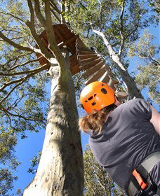TreeTop Adventure Park Sydney - Palm Beach Accommodation 3