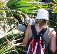 Palm Jungle loop track - Palm Beach Accommodation