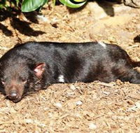 Symbio Wildlife Park - Palm Beach Accommodation