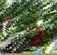 Forest Range Cherries - Palm Beach Accommodation