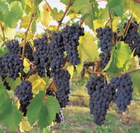 Hills Short Wine and Food Trail - Palm Beach Accommodation