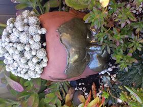 Cactus Creations - Palm Beach Accommodation 2