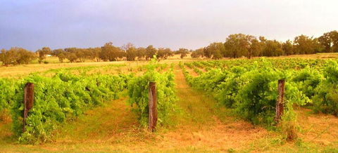 Bell River Estate Winery - Palm Beach Accommodation 7