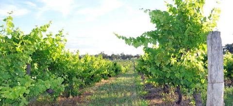 Bell River Estate Winery - Palm Beach Accommodation 8