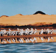 Coorong National Park - Palm Beach Accommodation