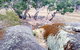 Tolmer Rocks - thumb 1