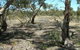 Tintinara Walking Trail - thumb 0