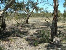 Tintinara Walking Trail - Palm Beach Accommodation 0
