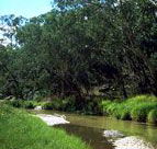 Salvator Rosa Section - Carnarvon National Park - Palm Beach Accommodation