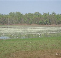 Leaning Tree Lagoon Nature Park - Palm Beach Accommodation