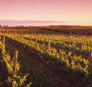 Ralph Fowler Wines - Palm Beach Accommodation