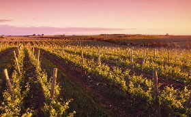 Ralph Fowler Wines - Palm Beach Accommodation 0