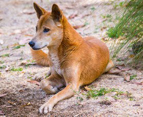 Territory Wildlife Park - Palm Beach Accommodation 2