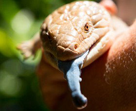 Territory Wildlife Park - Palm Beach Accommodation 5