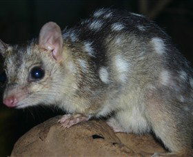 Territory Wildlife Park - Palm Beach Accommodation 6