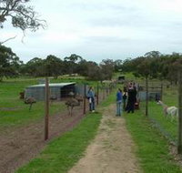 Avenue Emus - Palm Beach Accommodation