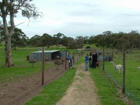 Avenue Emus - Palm Beach Accommodation 0