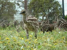 Avenue Emus - Palm Beach Accommodation 1