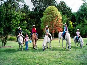 Limestone Coast Horseriding - Palm Beach Accommodation 0