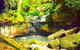 Carnarvon Gorge, Carnarvon National Park - thumb 0