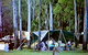 Carnarvon Gorge, Carnarvon National Park - thumb 2