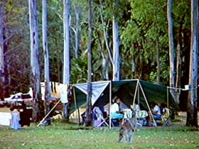 Carnarvon Gorge, Carnarvon National Park - Palm Beach Accommodation 2