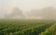 Yalumba Coonawarra Estate 
