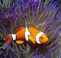 Reef HQ Aquarium - Palm Beach Accommodation