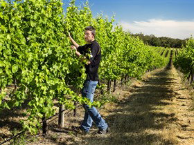 Patrick Of Coonawarra - Palm Beach Accommodation 0