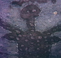 Quinkan Reserves Ancient Rock Art - Palm Beach Accommodation