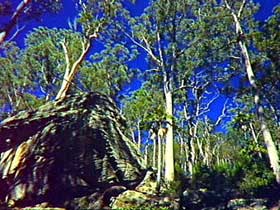 Blackdown Tableland National Park - Palm Beach Accommodation 3
