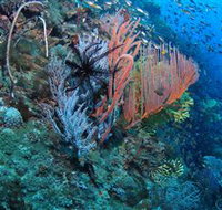 SS Yongala Dive Site - Palm Beach Accommodation
