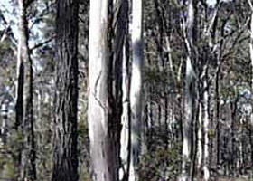 Kingower VIC Palm Beach Accommodation