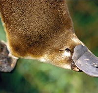Eungella National Park - Palm Beach Accommodation