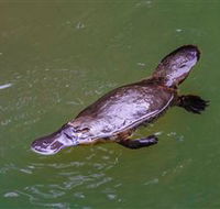 Platypus Viewing at Broken River - Palm Beach Accommodation
