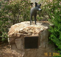 Dingo Statue - Palm Beach Accommodation