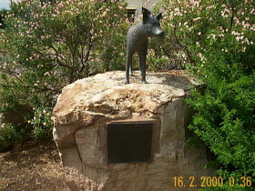 Dingo Statue - Palm Beach Accommodation 0