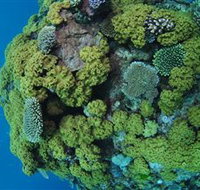 Keeper Reef Dive Site - Palm Beach Accommodation