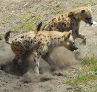 Altina Wildlife Park - Palm Beach Accommodation