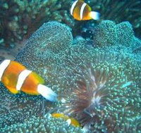 Davies Reef Dive Site - Palm Beach Accommodation
