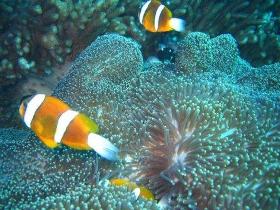 Davies Reef Dive Site - Palm Beach Accommodation 0