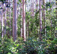 Cathu State Forest - Palm Beach Accommodation