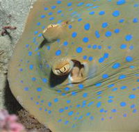 Jorgey's Patch Dive Site - Palm Beach Accommodation