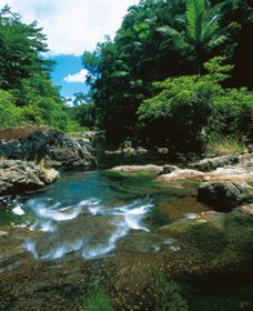 Cedar Creek Falls - Palm Beach Accommodation 1