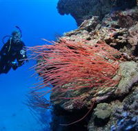 Three Sisters Dive Site - Palm Beach Accommodation