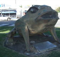 Big Cane Toad - Palm Beach Accommodation
