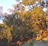 Mount Alexander Regional Park - Palm Beach Accommodation