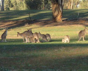 Savernake Day Tours - Palm Beach Accommodation 4