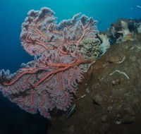 Luncheon Bay Dive Site - Palm Beach Accommodation